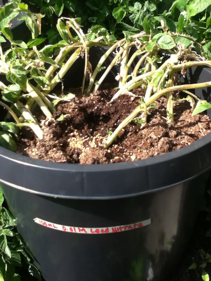 Spuds in Tubs BC Agriculture in the Classroom Foundation